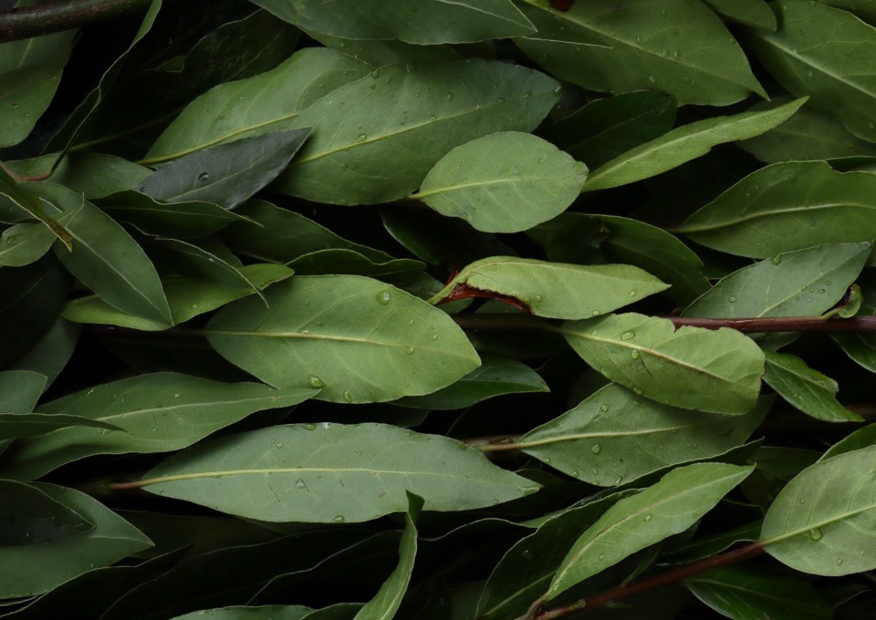 green leaves