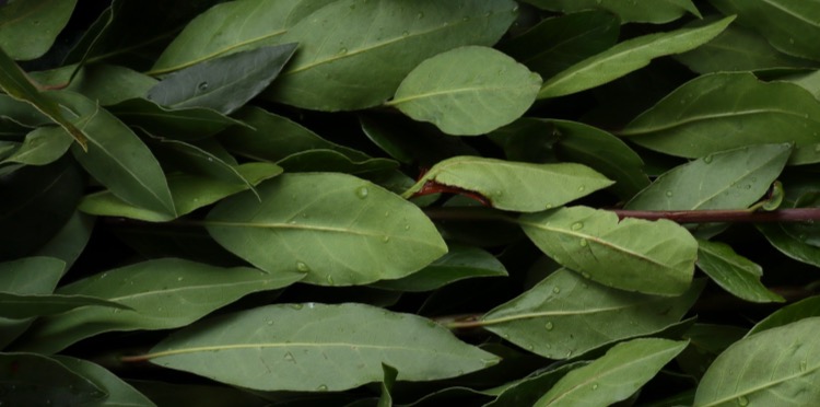 green leaves